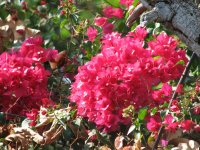 bougainvillea.jpg