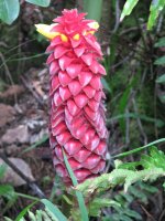 dark red ginger.jpg