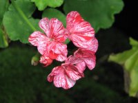 geranium.jpg