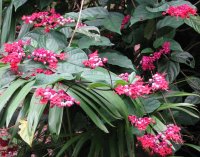 bleeding heart.jpg