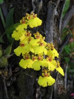 orchids.jpg