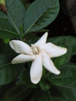 gardenia.jpg