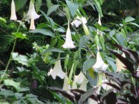 datura.jpg