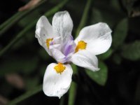 walking orchid.jpg