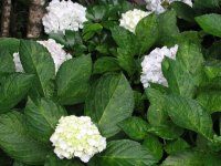 hydrangea.jpg