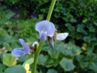 FlowerJicama.jpg