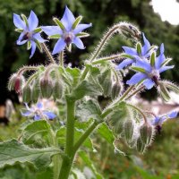 borage flowers.jpg