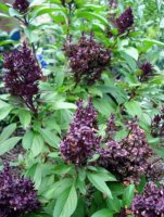 ThaiBasil.jpg