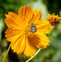 marigold.jpg