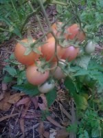 pink toms.JPG