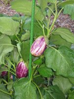 eggplant.JPG