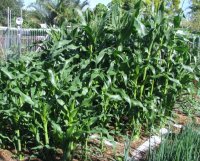corn.JPG