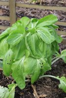 bok choy (533x800).jpg