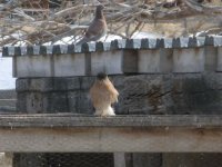 resident chicken hawk 006.jpg