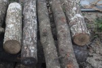 place plugged logs (800x533).jpg