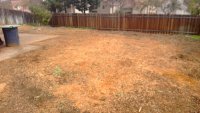 backyard-after.jpg