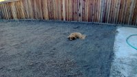 chipperindogdownpose.jpg