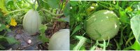 Melons.jpg