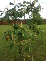 UnknownTree.jpg