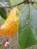 TreeDisease2.jpg
