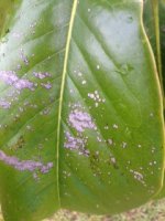 TreeDisease3.jpg