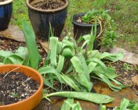 Tulips.1.SM.jpg