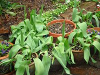 Tulips.2.SM.jpg