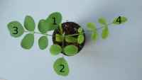 plant.jpg