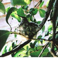 Hummingbird Mama in nest