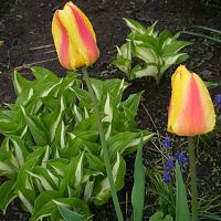 more tulips & hosta