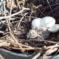 Baby Mourning Dove