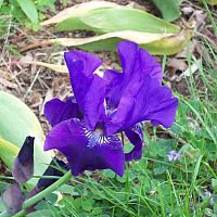 Dark Purple Reblooming Dwarf Iris