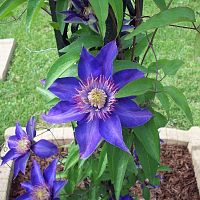 Double Blue Clematis