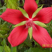 Texas Star Hibiscus
