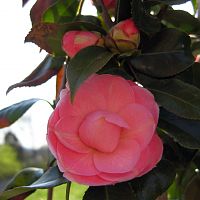 My very first Camelia