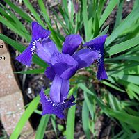 Little Spanish Iris