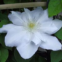 Clematis 'Candida'