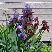 Iris Purples & Bronze