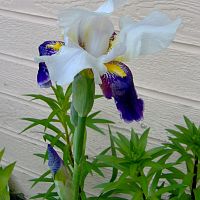 Iris bi-color