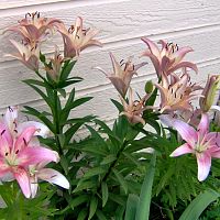 More lillies 2010