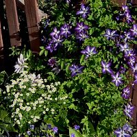 chamomile & clematis