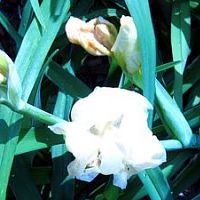 tn_My iris in bloom