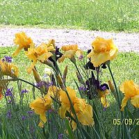 Irises gold 22