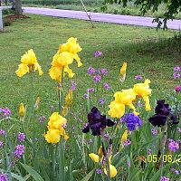 Irises gold blk ppl 1