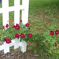 Roses on fence