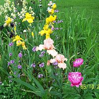 Irises& peony 1