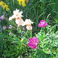 Irises peony 1