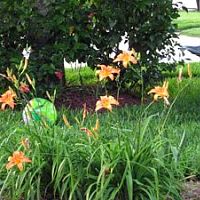 tn_Orange Daylilies