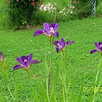 Irises water 1