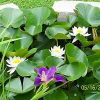 Water lily and Iris 1